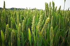 Урожай озимой пшеницы сократится на 10 млн тонн