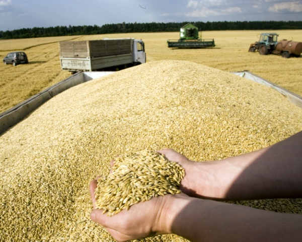 Аналитический центр «Русагротранса» понизил прогноз урожая пшеницы