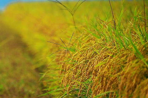 Краснодарский край может потерять треть урожая риса