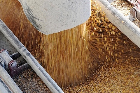 Цены на пшеницу обвалились