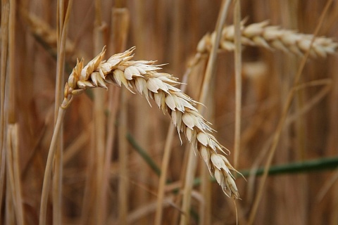 Экспортные цены на пшеницу вернулись к двухмесячному максимуму