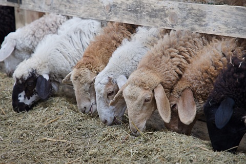 «Дамате» завершает строительство СГЦ племенного овцеводства