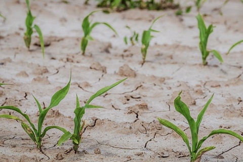 Страхование посевов может стать обязательным для получения льготных кредитов