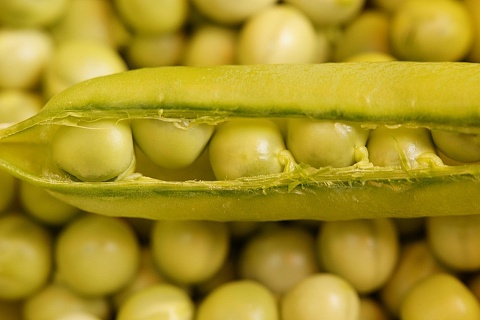 К 2030 году производство растительного белка в России может утроиться