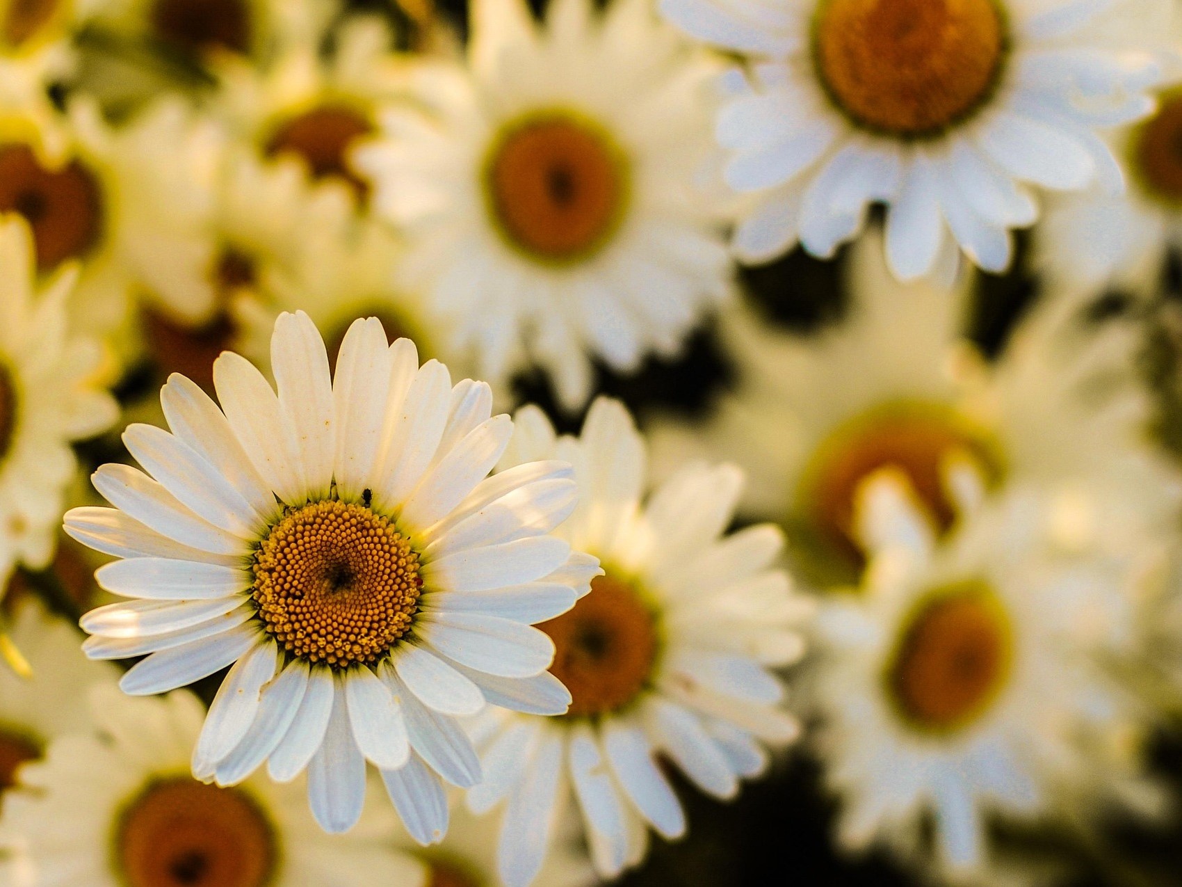 Россия может увеличить экспорт лекарственных растений