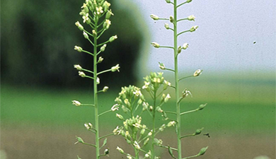 Биотопливо из травы заменит керосин