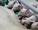 «Башкирская мясная компания» хочет экспортировать свинину