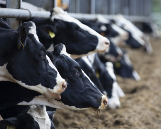 Партнерский материал. Голландские фермеры-скотоводы способны решить проблему выбросов азота