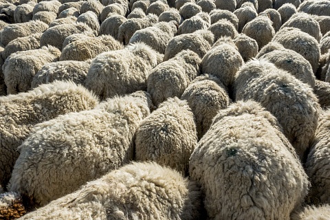 Петербургская биржа запустит пилотные торги шерстью