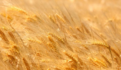 В Сибирском отделении РАН придумали, как защитить пшеницу