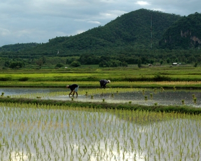Подземное капельное орошение сэкономит воду для риса