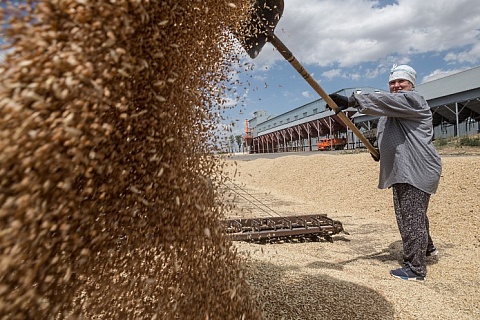 В России убрали зерновые с 1 млн гектаров