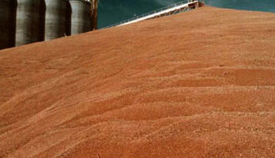 Из госфонда распределено уже 400 тыс. т фуражного зерна