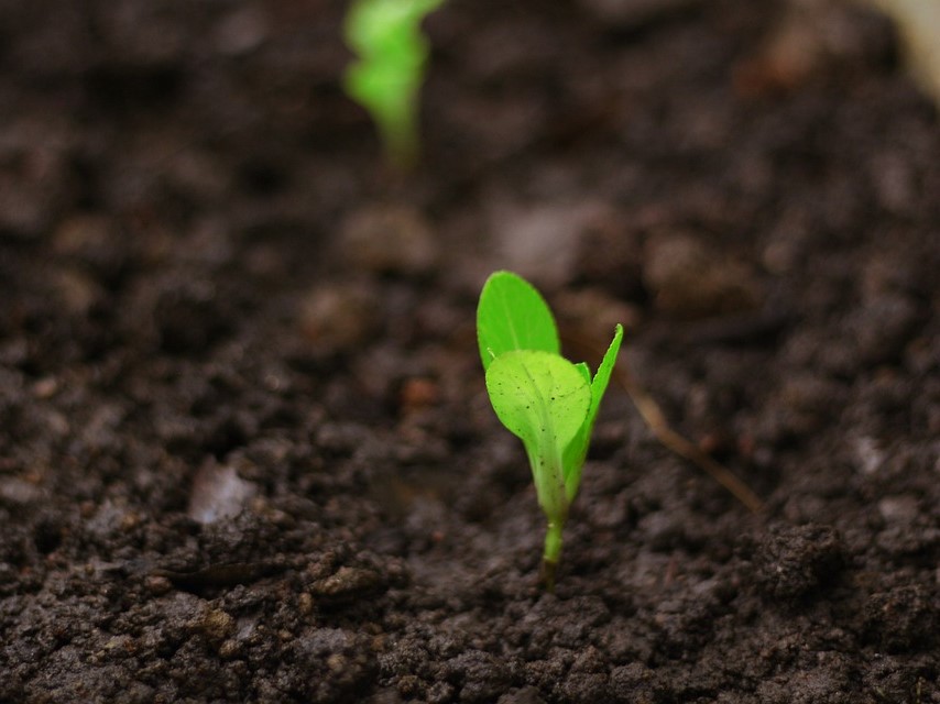 Правительство продлило до 2026 года возможность ограничения ввоза семян из «недружественных» стран