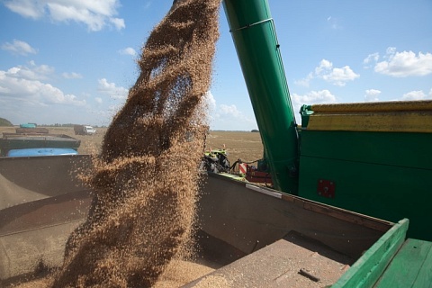 Экспорт пшеницы в этом сезоне снизится на 16%