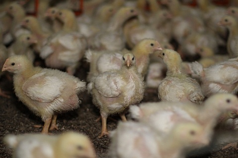 Крупнейшие птицефабрики незначительно сократили производство мяса бройлера
