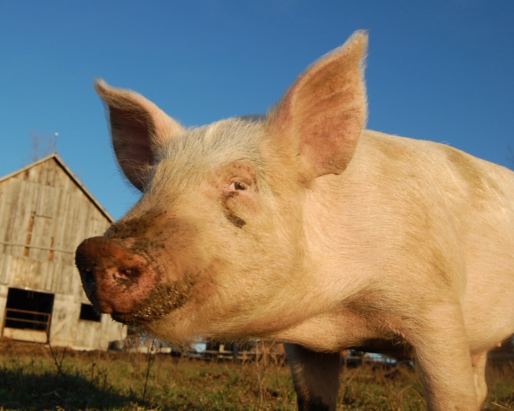 Калининградская область запретит населению разводить свиней – Агроинвестор