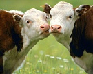 Правительство распределило 2,4 млрд рублей на развитие мясного скотоводства