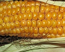 Минсельхоз считает необходимым удвоить производство кукурузы до 30 млн тонн