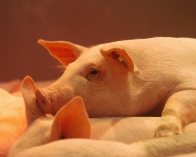 Контрабандная свинина из ЕС просочилась в Россию