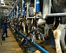 Производство сырого молока на агропредприятиях выросло на 0,9%