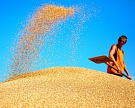 Экспорт пшеницы может достичь 23 млн тонн