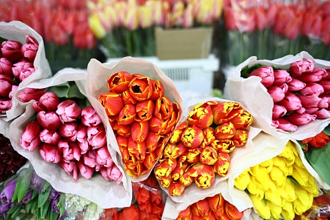 Цены на тюльпаны в рознице выросли на 20%