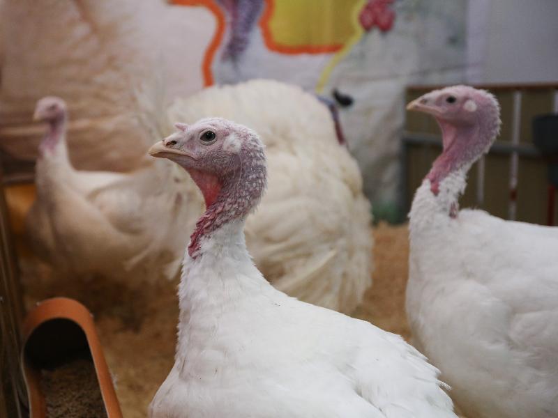 Минсельхоз предложил продлить поддержку племрепродуктов в птицеводстве