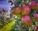 Производство яблок может снизиться на 20%