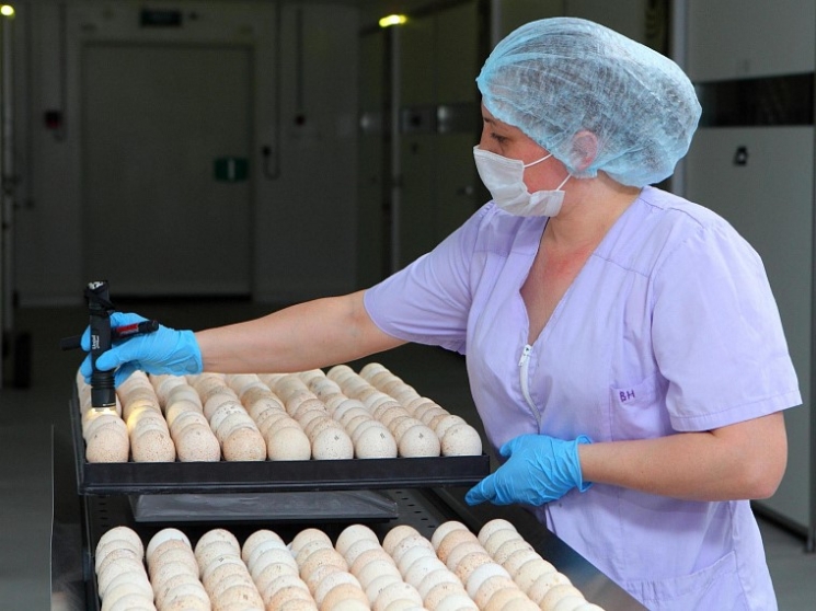 «Дамате» начинает производство собственного инкубационного яйца