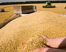 Цены на зерно продолжают расти