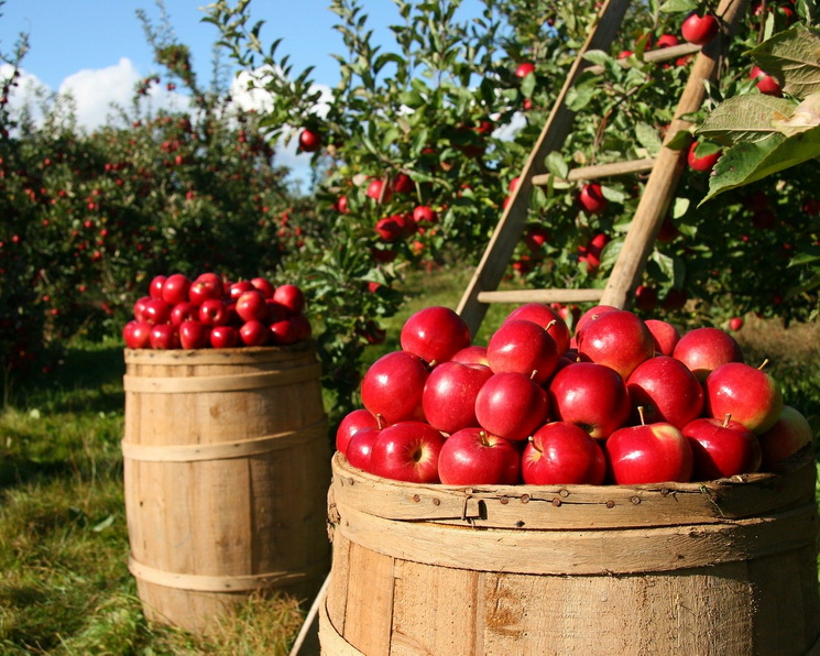 Урожай яблок останется на уровне прошлого года