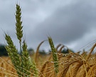 ФАО понизила прогноз мирового сбора зерна в новом сезоне