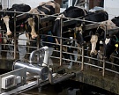 Производство молока в «Русмолко» по итогам года достигнет 57,5 тысяч тонн