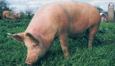 В Белгороде автоматизировали учет свиней
