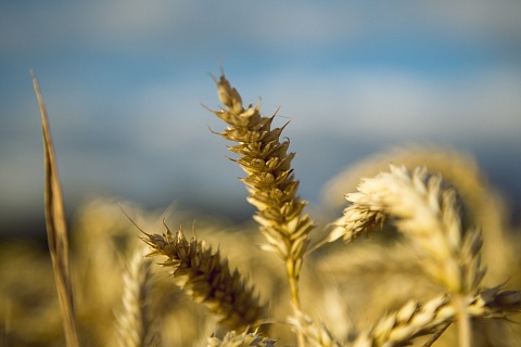 В России возобновился рост цен на пшеницу