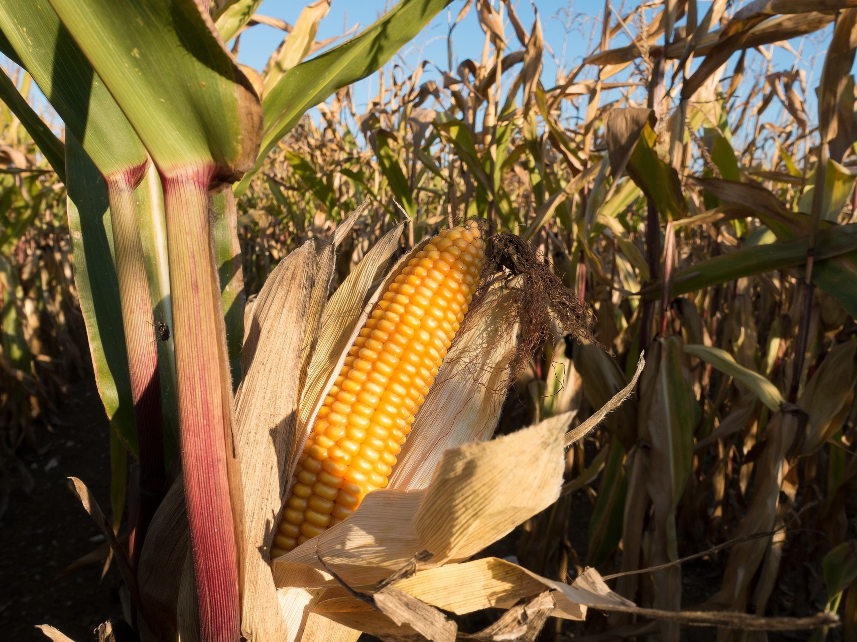Ruseed: площадь сева кукурузы почти не изменится