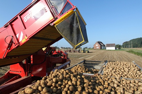 Урожай картофеля в сельхозпредприятиях может составить 8 млн тонн