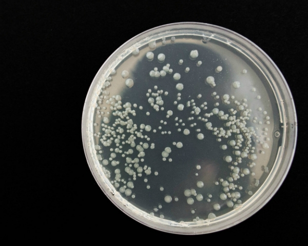 Большинство полевых бактерий устойчивы к антибиотикам