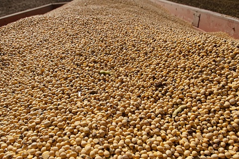 Ruseed прогнозирует снижения импорта семян сои на четверть