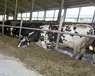Просроченная задолженность в Калмыкии выросла до 40% из-за проблем в АПК