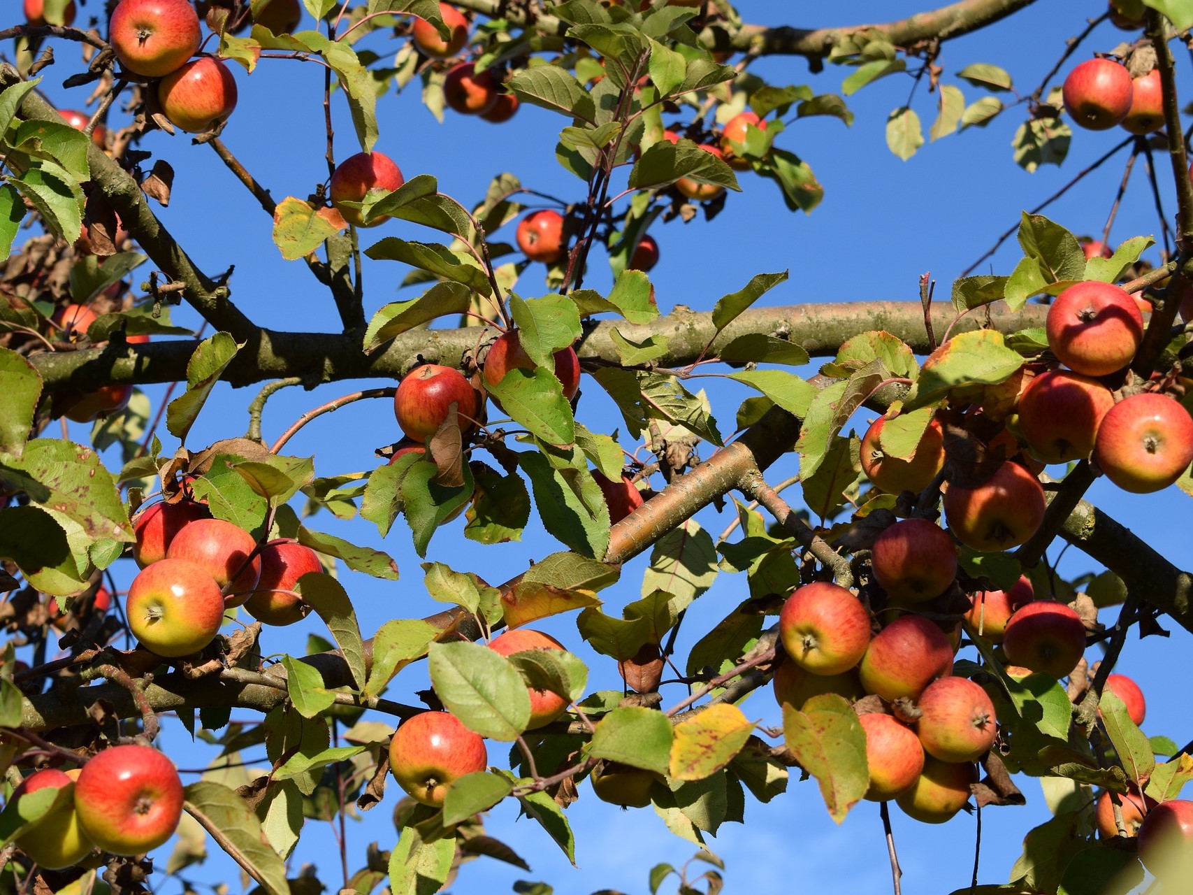 Майские заморозки привели к потери до 90% урожая яблок в ряде хозяйств