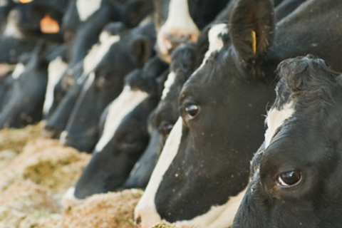 «АгроГард» может построить молочную ферму за 2 млрд рублей