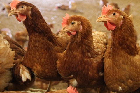 В Хабаровском крае сняли карантин по гриппу птиц