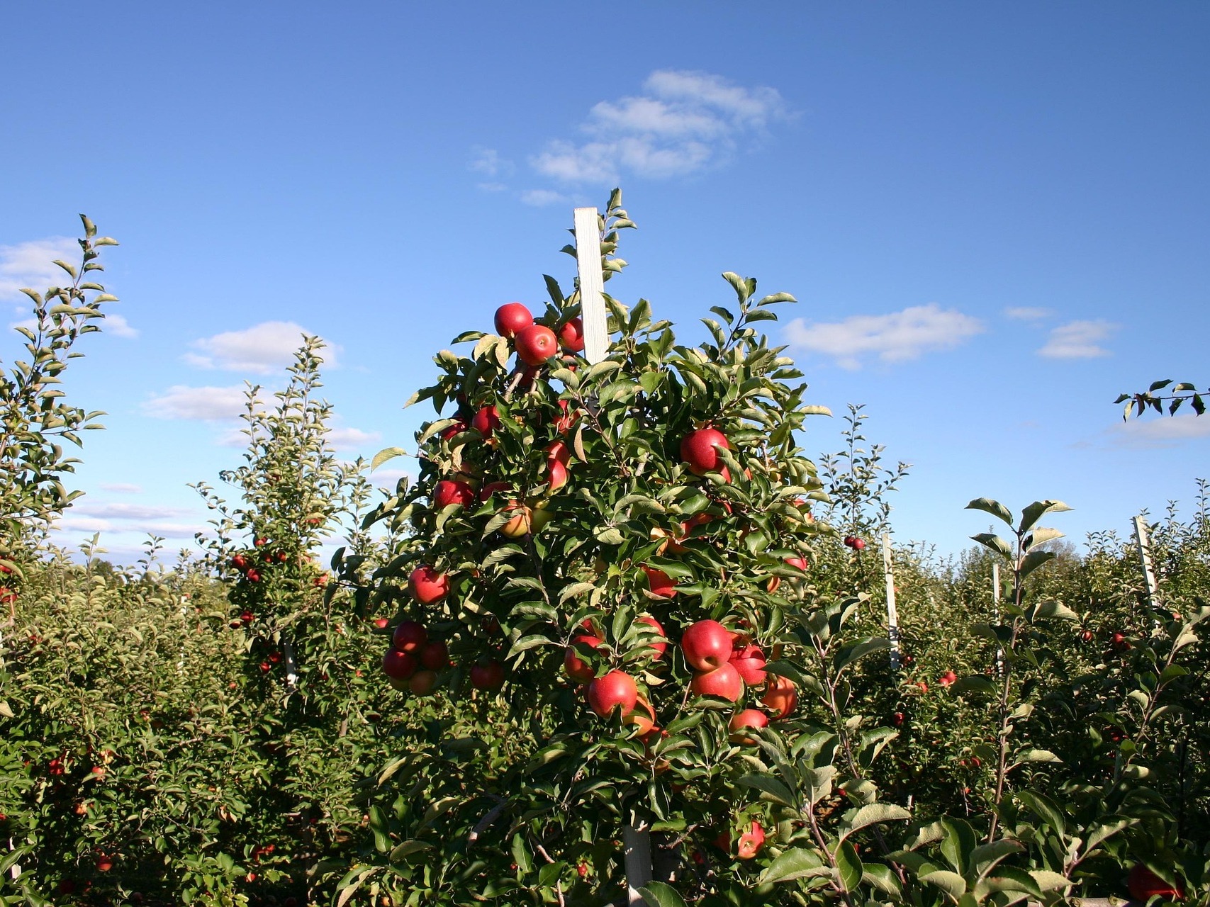 РСХБ: уровень самообеспеченности фруктами и ягодами в 2025 году может превысить 46%
