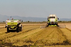 «АФГ Националь» завершает уборку риса