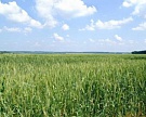 В Курганской области вырастет площадь посевов зерновых