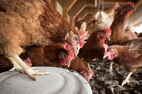Омская птицефабрика уничтожит всех кур-несушек из-за гриппа птиц