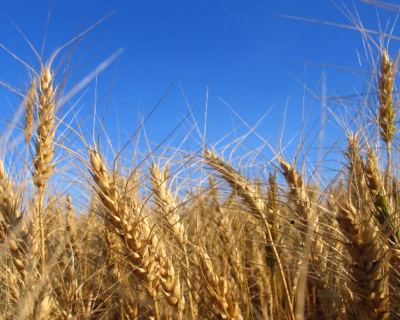 Рынок пшеницы вырос на фоне напряженности в Причерноморье