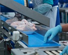 К 2050 году глобальное производство мяса птицы вырастет на 122,5%